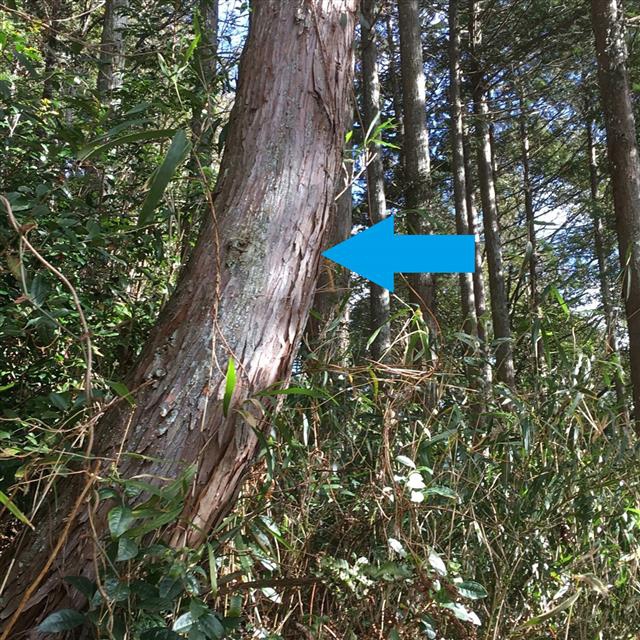 木のはなし 社寺建築材 無垢階段 枡なら東濃ひのきの株式会社トーホー