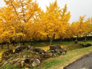 いちょうの紅葉