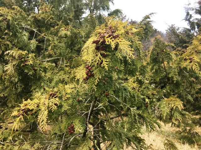 東濃ひのき